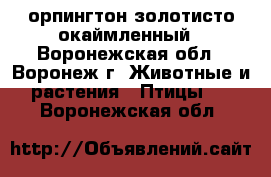 орпингтон золотисто окаймленный - Воронежская обл., Воронеж г. Животные и растения » Птицы   . Воронежская обл.